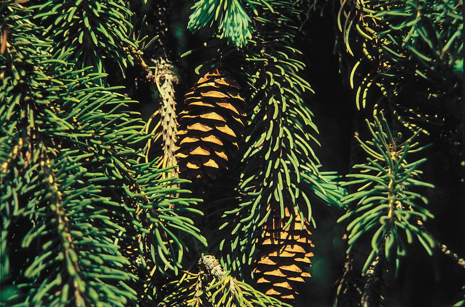 Black Hills Spruce #2 15"-18" cg lo