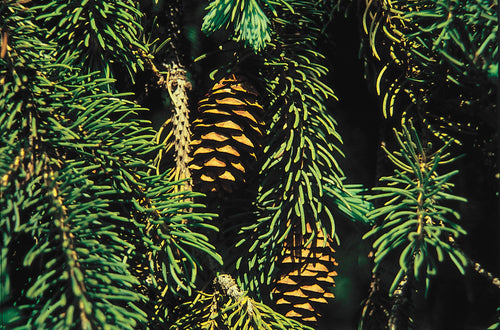 Black Hills Spruce #2 15"-18" cg lo