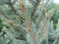 Fat Albert Spruce #25 6'