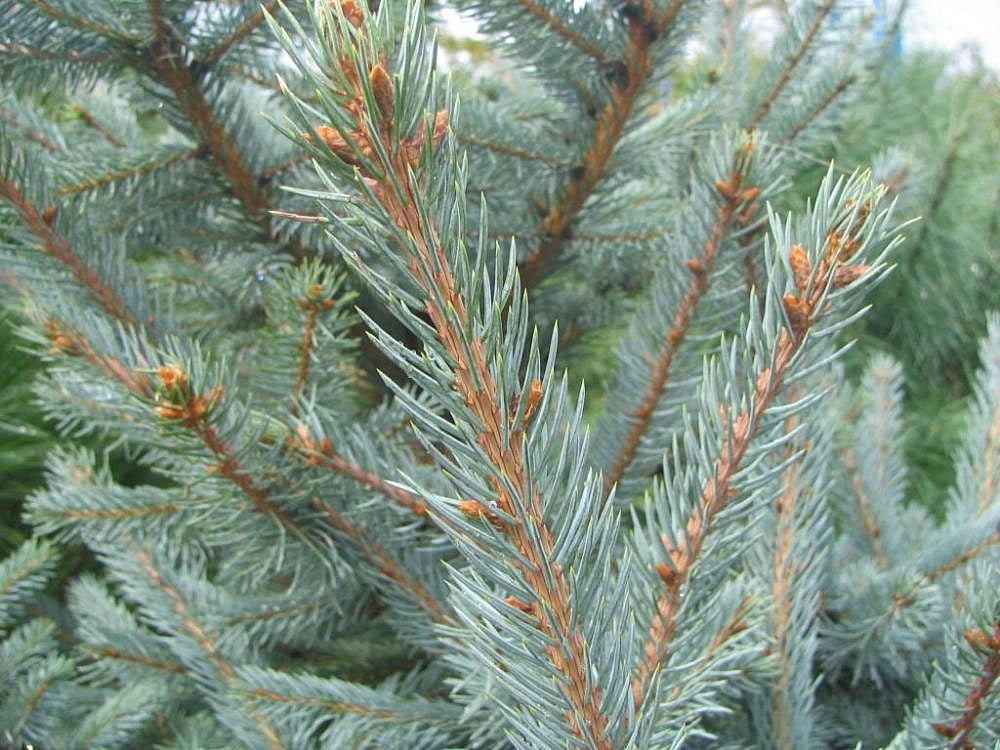 Fat Albert Spruce Econ. #20 5'-6'