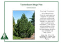 Tannenbaum Pine (Pinus mugo 'Tannenbaum')