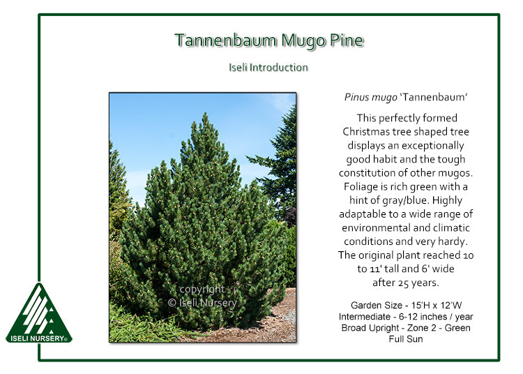 Tannenbaum Pine (Pinus mugo 'Tannenbaum')