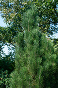 Arnold Sentinel Austrian Black Pine #15