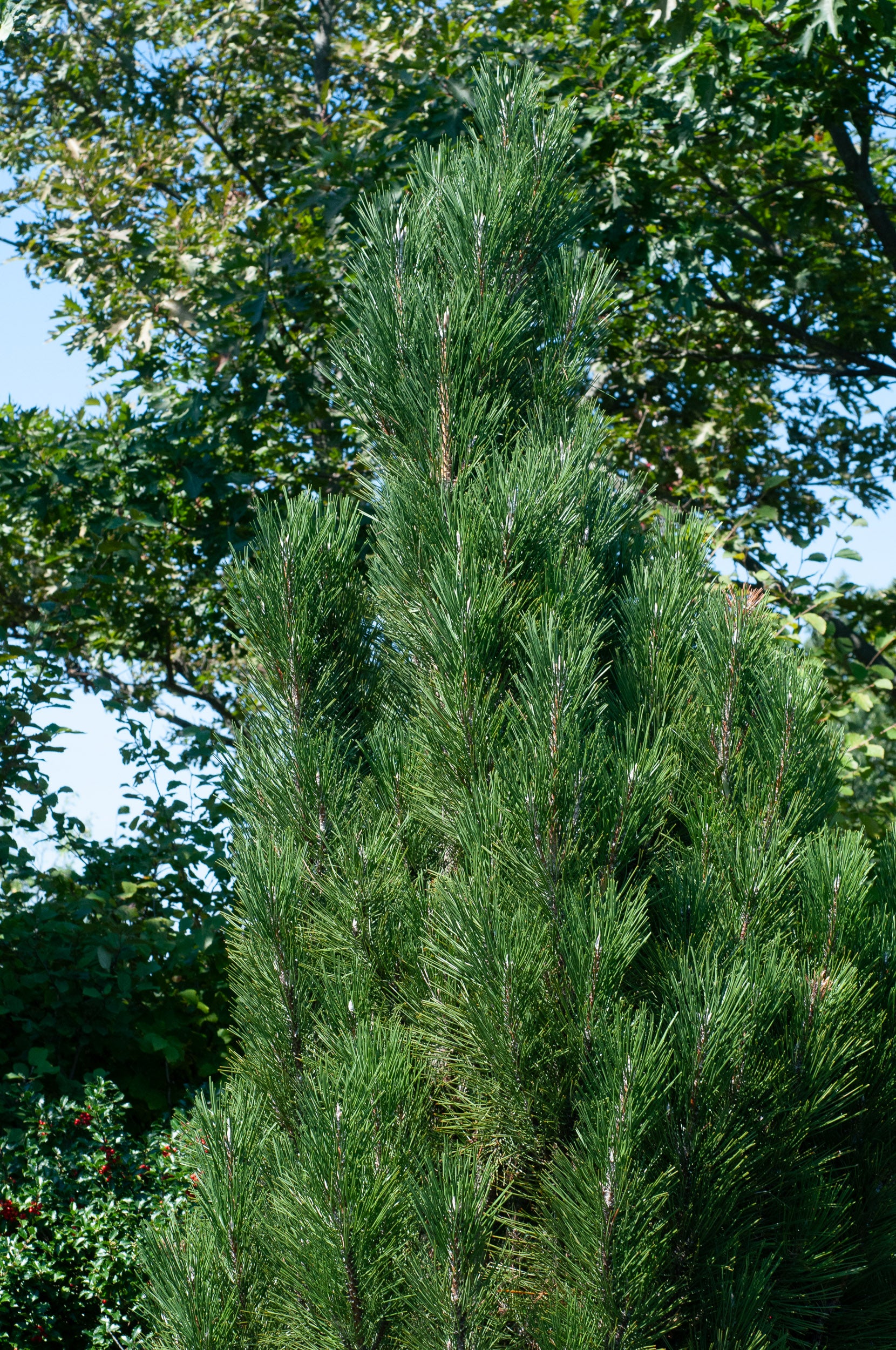 Arnold Sentinel Austrian Black Pine #15