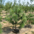 Pinus Ponderosa, #30 GB 5'