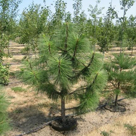 Pinus Ponderosa, #30 GB 5'