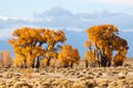 Narrowleaf Poplar #10 1¼"