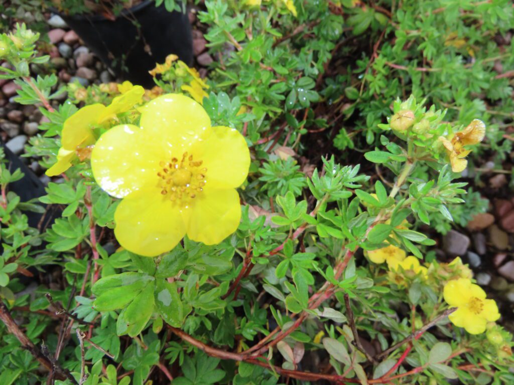 Potentilla, Yellow Gem
