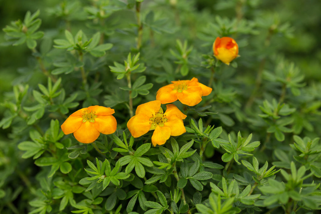 Potentilla firstEd mandarin Tango #2