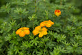 Potentilla firstEd mandarin Tango #2