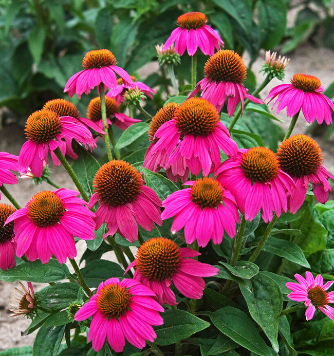 Coneflower, Pow Wow Berry, #1