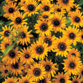 Rudbeckia, Prairie Sun #1