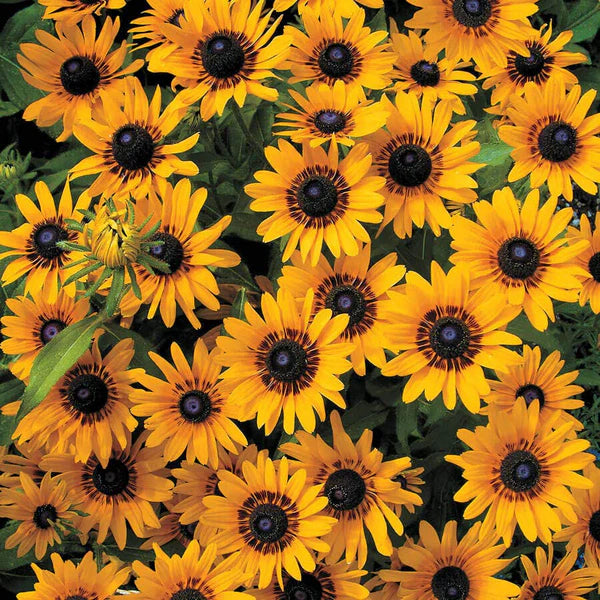 Rudbeckia, Prairie Sun #1
