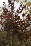 Krauter Vesuvius Plum VC #7 1"