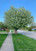 Canada Red Select Chokecherry (Prunus virginiana 'Schubert Select')