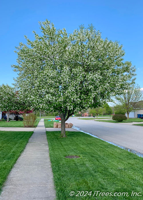 Canada Red Select Chokecherry (Prunus virginiana 'Schubert Select')