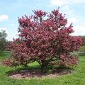 Cinderella Crabapple #7 4' std