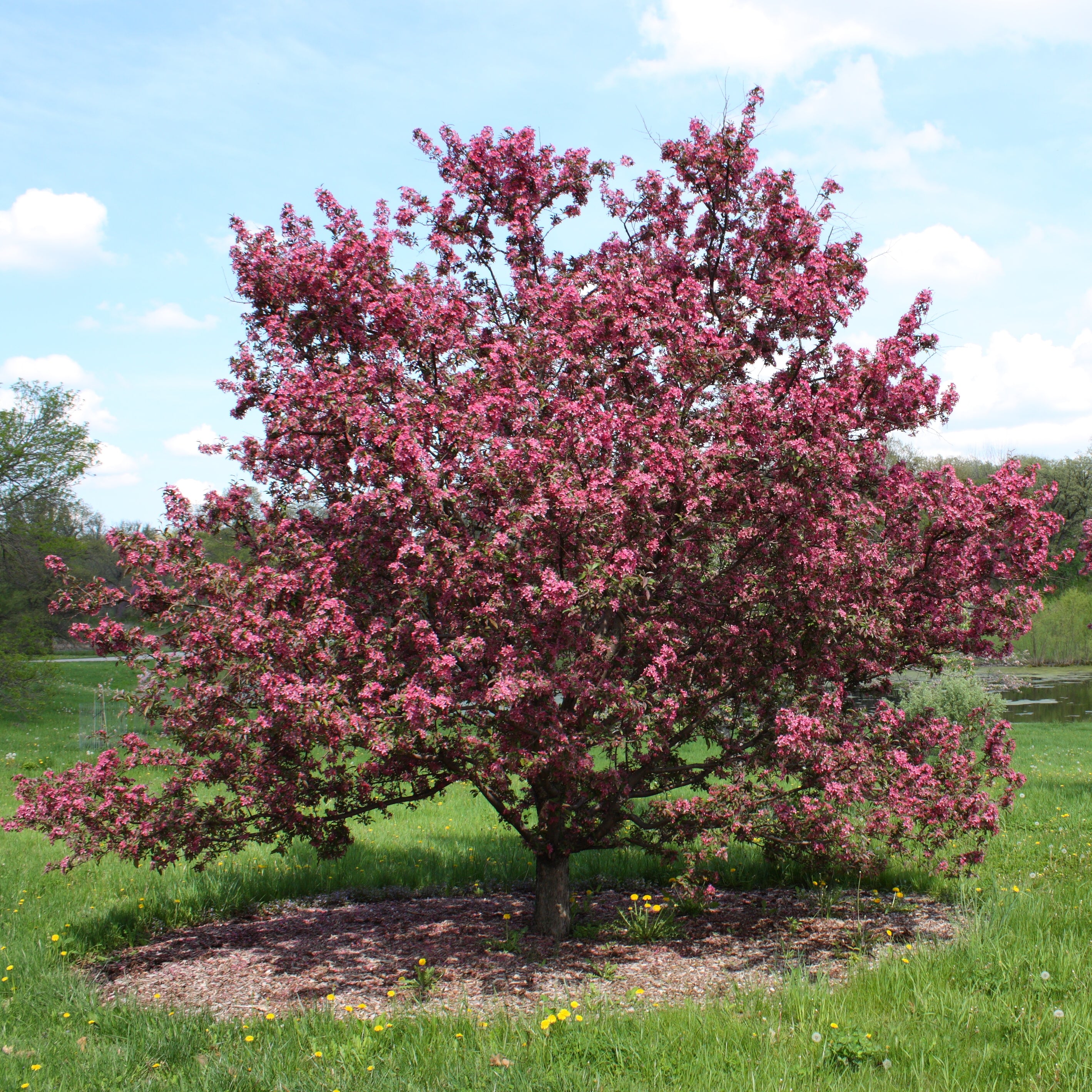 Starlite Crabapple VC #15 1½"