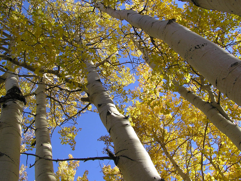 Quaking Aspen #5 Clump