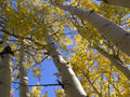 Quaking Aspen #5 Clump
