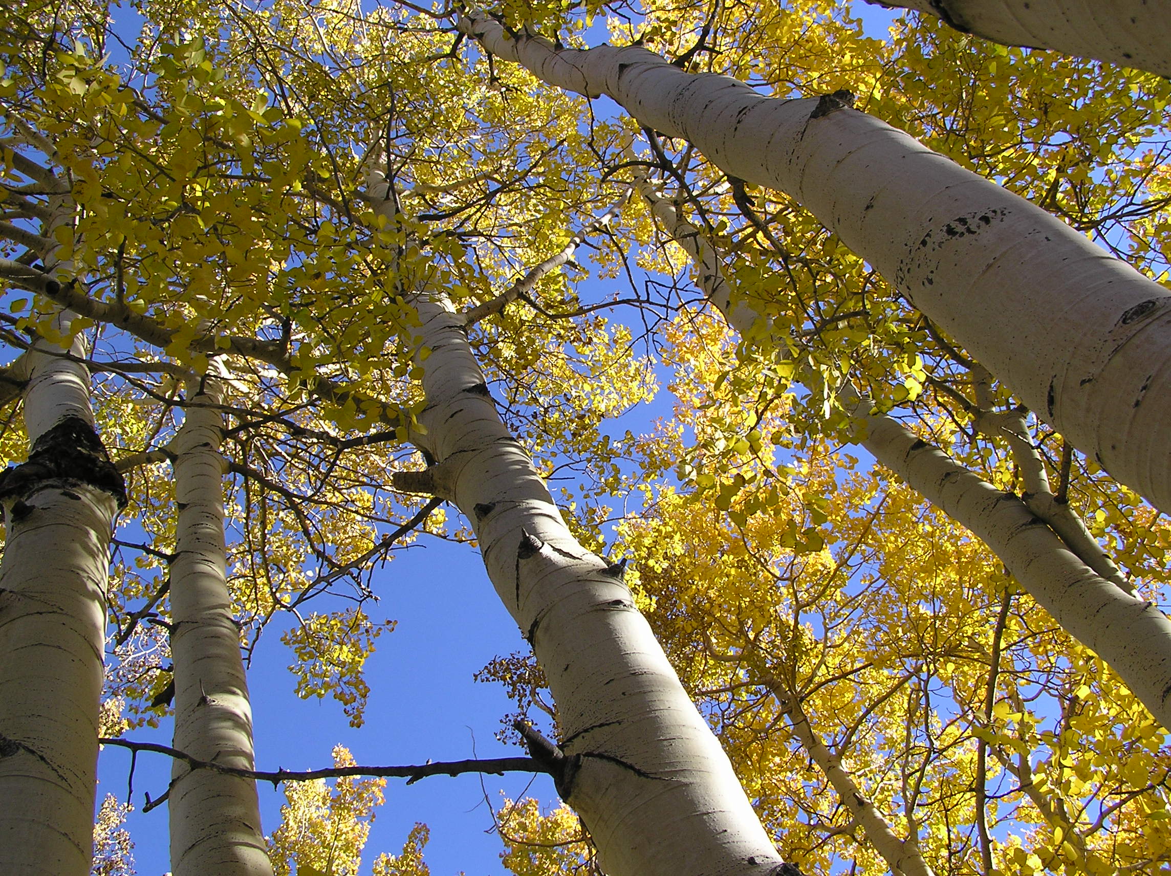 Quaking Aspen #5 Clump