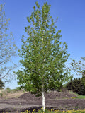 Quaking aspen #10