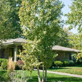 Quaking aspen Clump #10