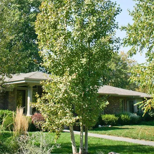 Quaking aspen Clump #10