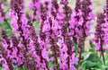 Salvia, Rose, #1