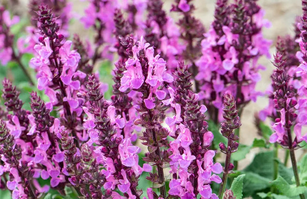 Salvia, Rose, #1
