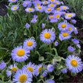 Fleabane, rambler mt #1