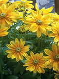 Rudbeckia, Prairie Sun #1