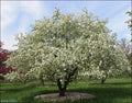 Dolgo Crabapple #5