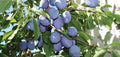 Mount Royal Plum #5