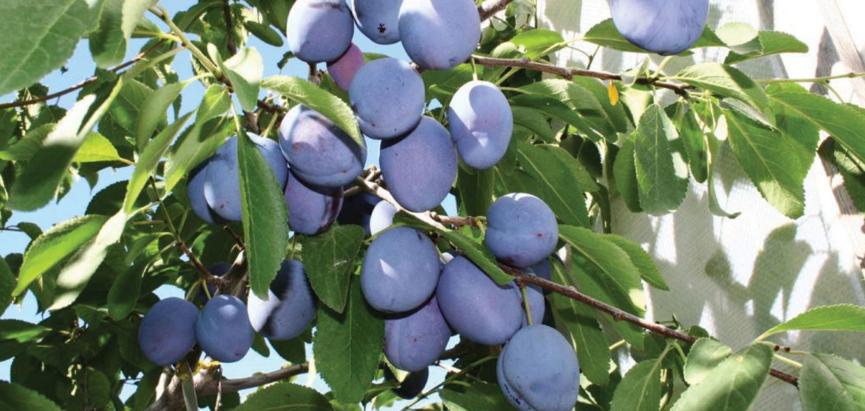 Mount Royal Plum #5
