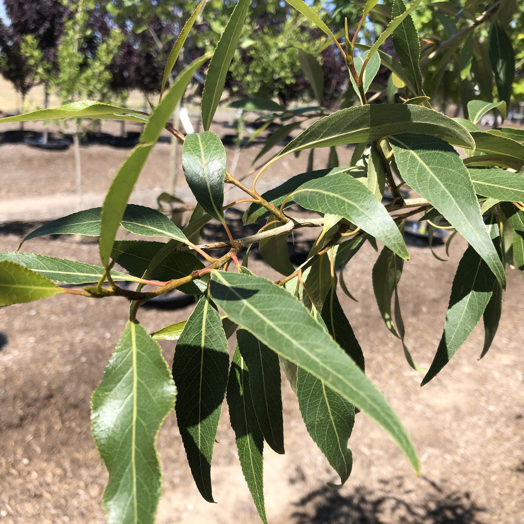 Narrowleaf Poplar #10 1¼"