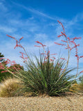 Yucca, Red