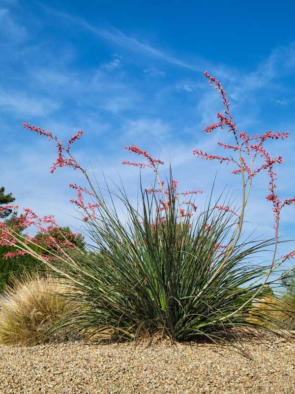 Yucca, Red