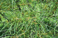 Fernleaf Buckthorn #5 Shrub