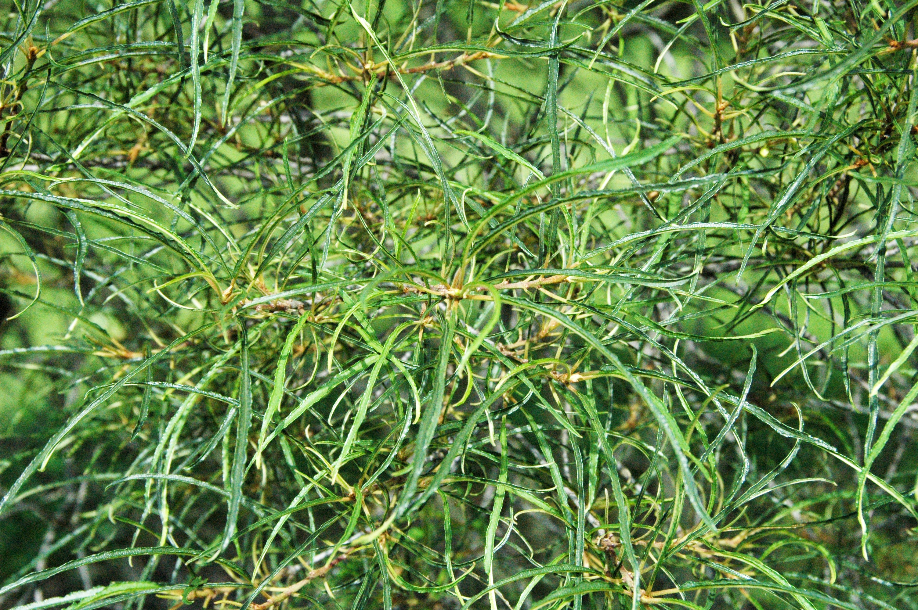 Fernleaf Buckthorn #5 Shrub