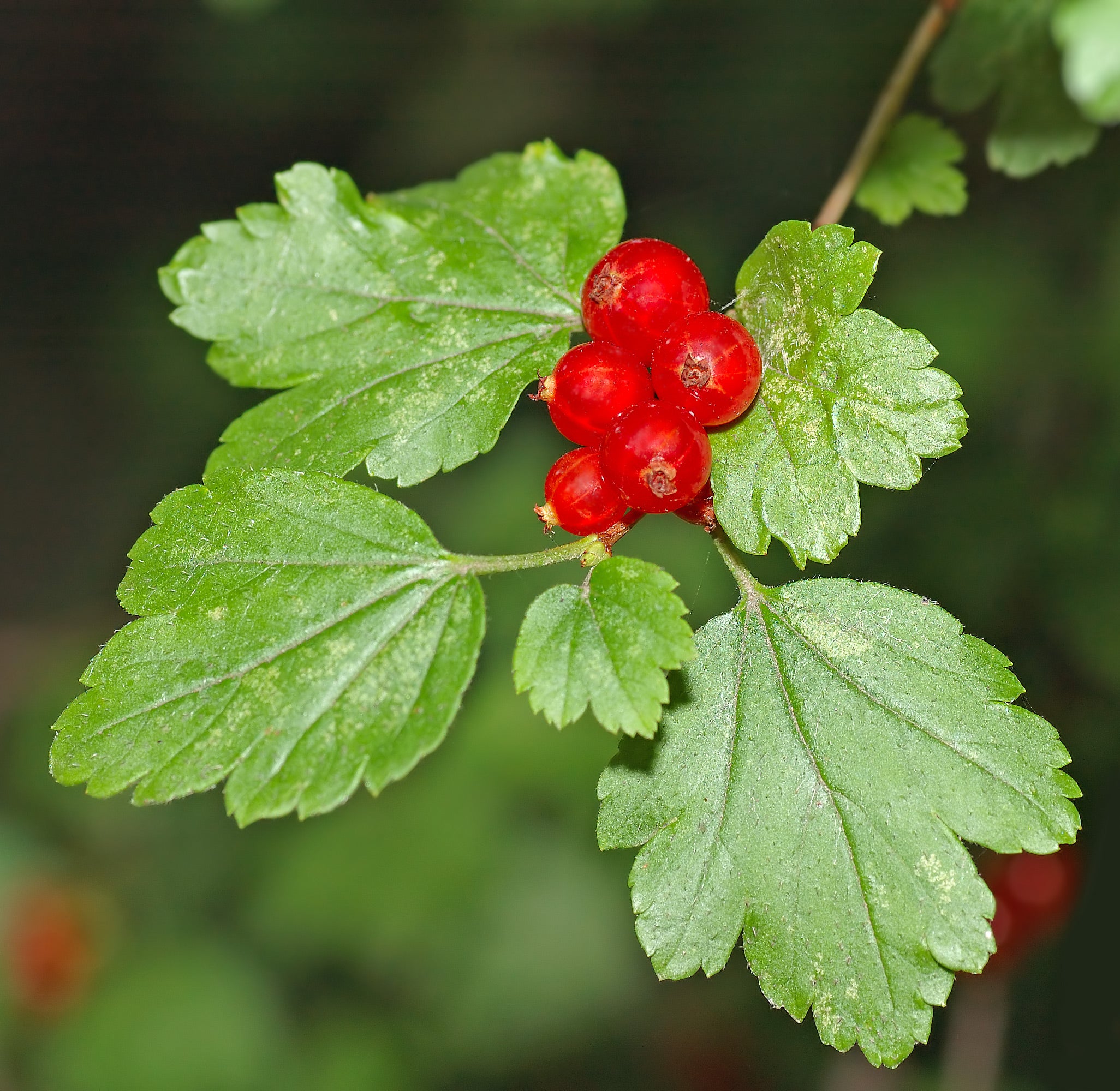 Alpine Currant #5 Shrub