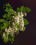 Twisty Baby® Locust #15 1½"