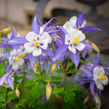 Columbine, Rocky Mountain #1