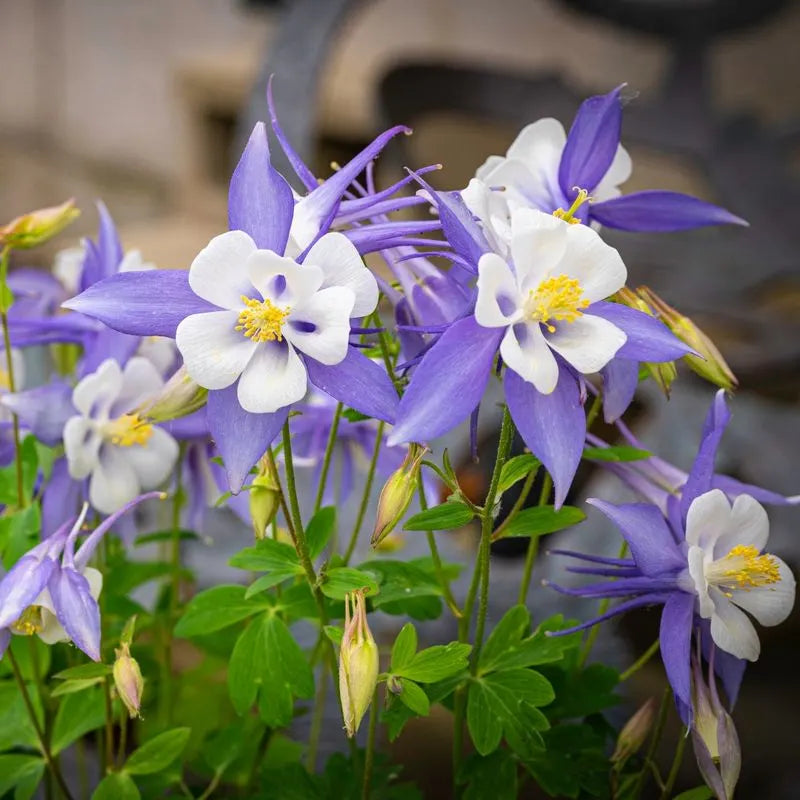 Columbine, Rocky Mountain #1
