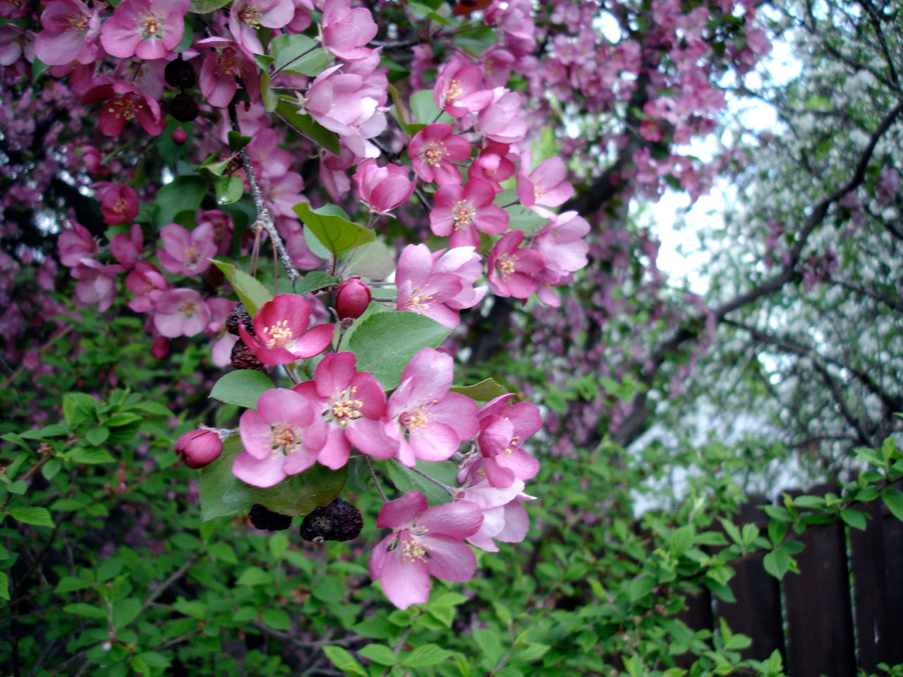 Coralburst® Crabapple VC #7 4' std