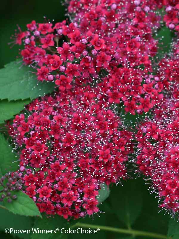 Double Play Red Spirea (Spiraea japonica Double Play Red)