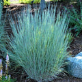 Schizachyrium scoparium The Blues   Ct  #1