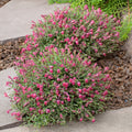 Skullcap, Cherry #1