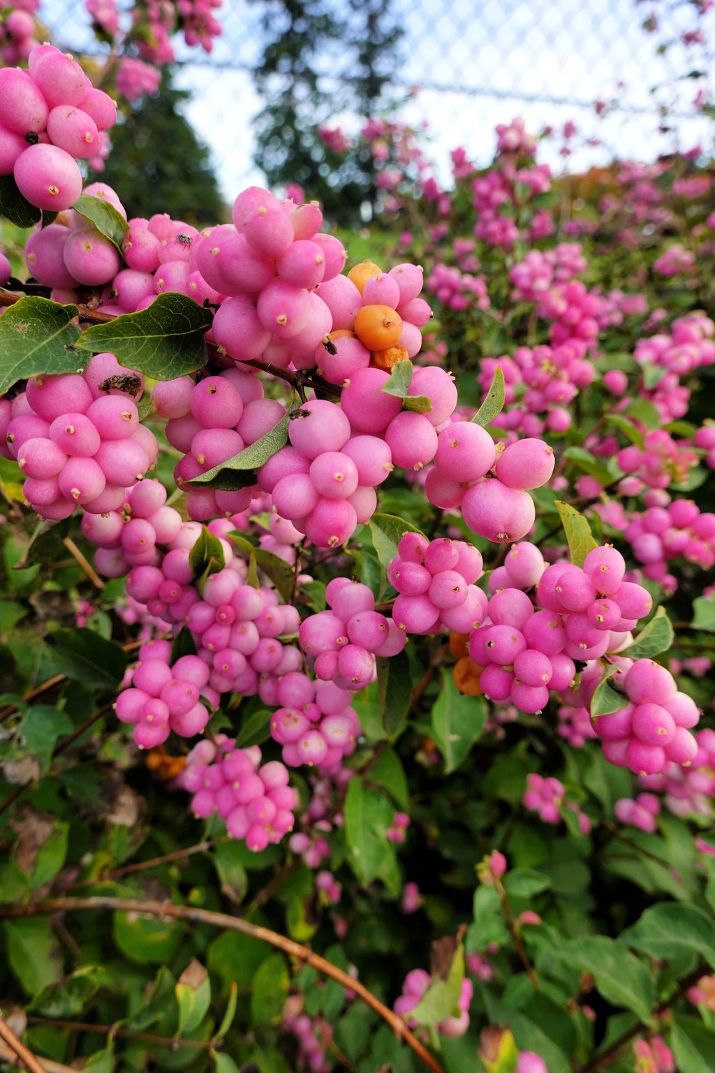 Indian Currant Coralberry #2 Shrub