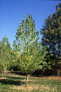 Narrowleaf Cottonwood 5'
